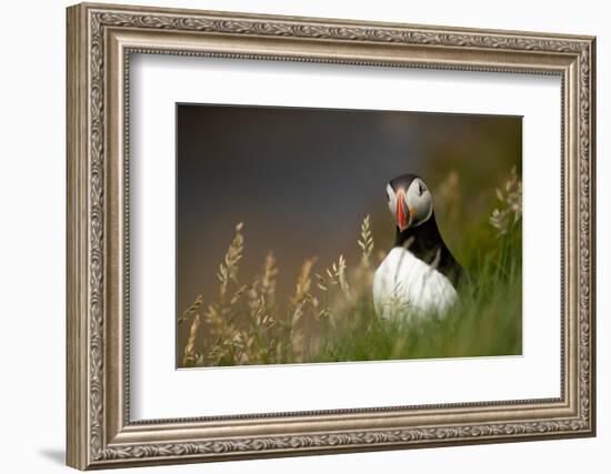 Puffin standing in grass, portrait, Shetland Islands, Scotland-Danny Green-Framed Photographic Print