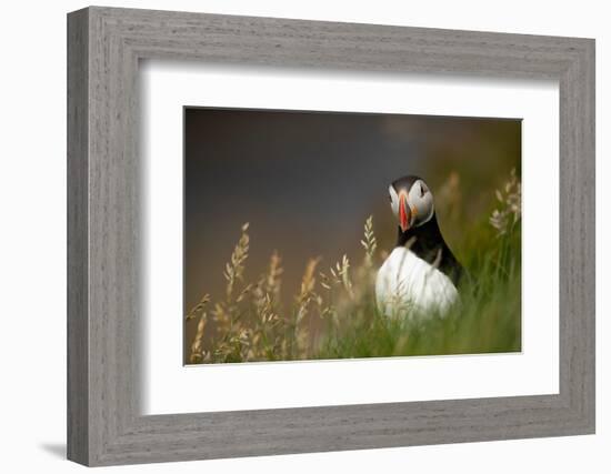 Puffin standing in grass, portrait, Shetland Islands, Scotland-Danny Green-Framed Photographic Print