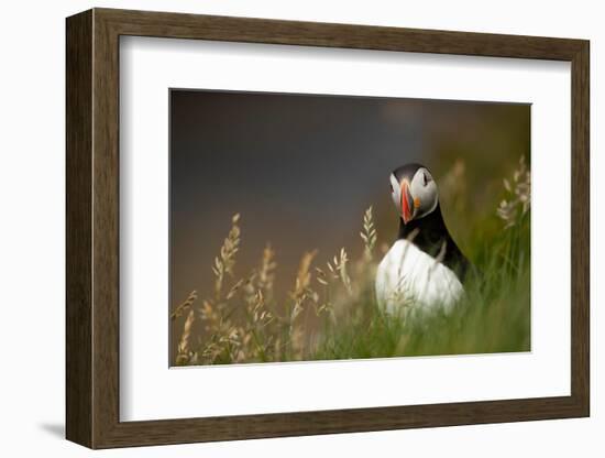 Puffin standing in grass, portrait, Shetland Islands, Scotland-Danny Green-Framed Photographic Print