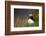 Puffin standing in grass, portrait, Shetland Islands, Scotland-Danny Green-Framed Photographic Print