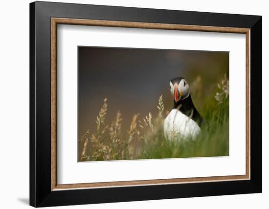 Puffin standing in grass, portrait, Shetland Islands, Scotland-Danny Green-Framed Photographic Print