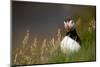 Puffin standing in grass, portrait, Shetland Islands, Scotland-Danny Green-Mounted Photographic Print