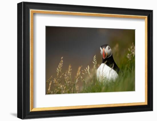 Puffin standing in grass, portrait, Shetland Islands, Scotland-Danny Green-Framed Photographic Print