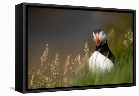 Puffin standing in grass, portrait, Shetland Islands, Scotland-Danny Green-Framed Premier Image Canvas