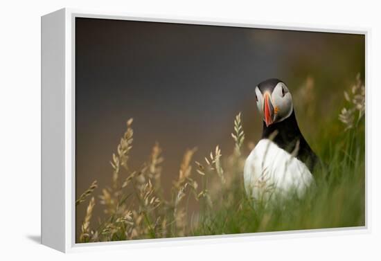 Puffin standing in grass, portrait, Shetland Islands, Scotland-Danny Green-Framed Premier Image Canvas