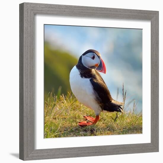 Puffin Standing On Grassy Cliff-geanina bechea-Framed Photographic Print