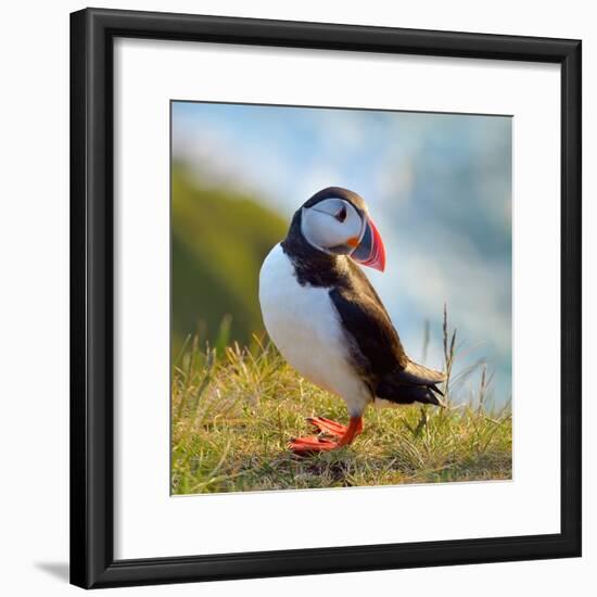 Puffin Standing On Grassy Cliff-geanina bechea-Framed Photographic Print