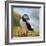 Puffin Standing On Grassy Cliff-geanina bechea-Framed Photographic Print