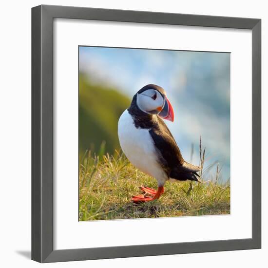 Puffin Standing On Grassy Cliff-geanina bechea-Framed Photographic Print