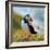 Puffin Standing On Grassy Cliff-geanina bechea-Framed Photographic Print