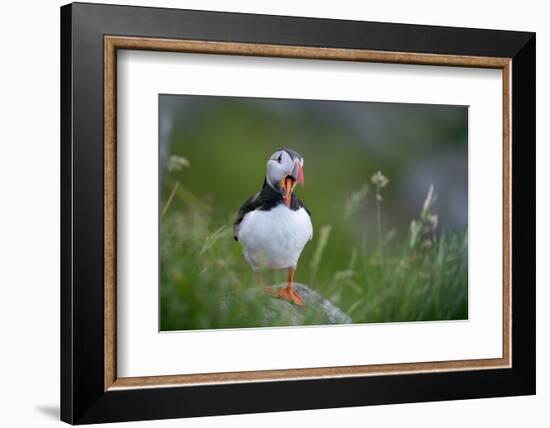 Puffin standing on rock, yawning, Runde, Norway-Bernard Castelein-Framed Photographic Print