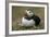 Puffin, Wales, United Kingdom, Europe-Andrew Daview-Framed Photographic Print