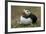 Puffin, Wales, United Kingdom, Europe-Andrew Daview-Framed Photographic Print