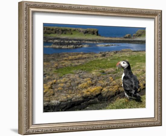 Puffin with Beak Full of Sand Eels, Isle of Lunga, Treshnish Isles, Inner Hebrides, Scotland, UK-Andy Sands-Framed Photographic Print