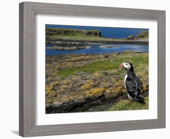 Puffin with Beak Full of Sand Eels, Isle of Lunga, Treshnish Isles, Inner Hebrides, Scotland, UK-Andy Sands-Framed Photographic Print