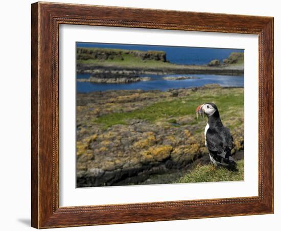 Puffin with Beak Full of Sand Eels, Isle of Lunga, Treshnish Isles, Inner Hebrides, Scotland, UK-Andy Sands-Framed Photographic Print