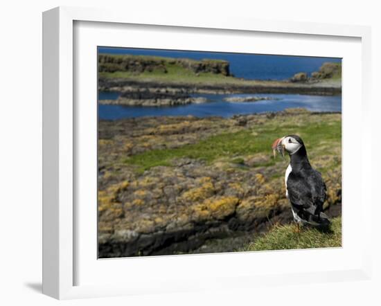 Puffin with Beak Full of Sand Eels, Isle of Lunga, Treshnish Isles, Inner Hebrides, Scotland, UK-Andy Sands-Framed Photographic Print