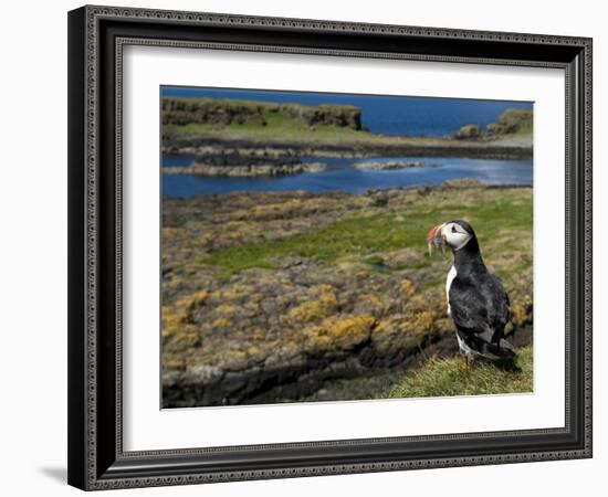 Puffin with Beak Full of Sand Eels, Isle of Lunga, Treshnish Isles, Inner Hebrides, Scotland, UK-Andy Sands-Framed Photographic Print