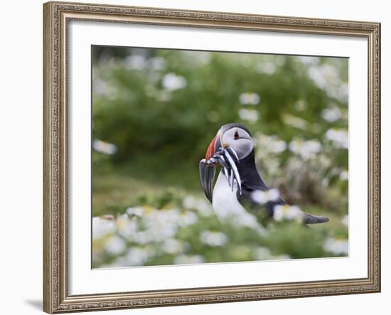 Puffin with Sand Eels-null-Framed Photographic Print