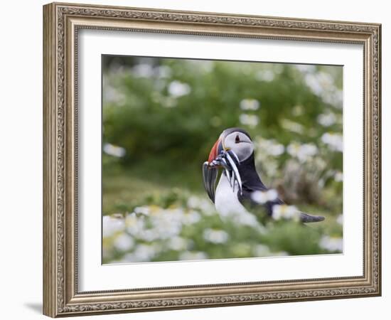 Puffin with Sand Eels-null-Framed Photographic Print