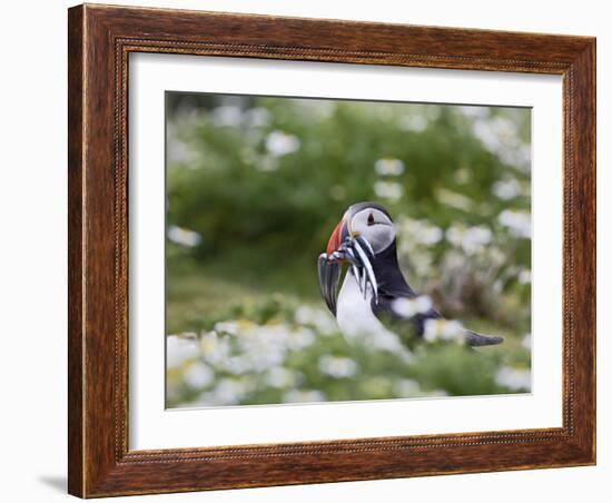 Puffin with Sand Eels-null-Framed Photographic Print