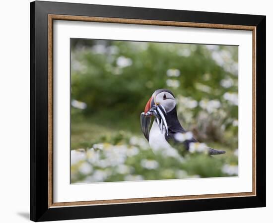 Puffin with Sand Eels-null-Framed Photographic Print