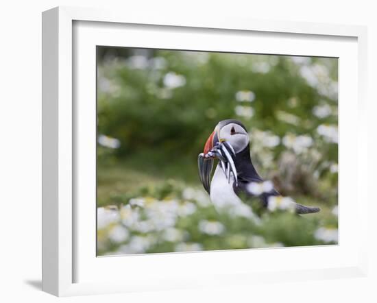 Puffin with Sand Eels-null-Framed Photographic Print