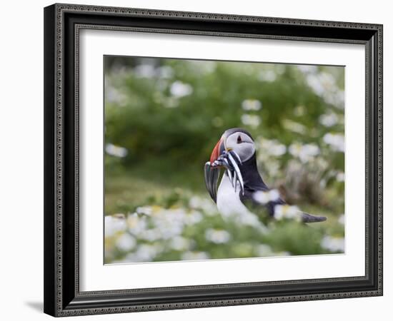 Puffin with Sand Eels-null-Framed Photographic Print