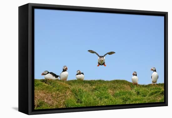 Puffin Wwii Flying Ace-Howard Ruby-Framed Premier Image Canvas