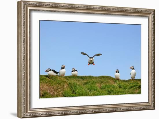 Puffin Wwii Flying Ace-Howard Ruby-Framed Photographic Print