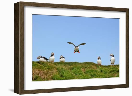 Puffin Wwii Flying Ace-Howard Ruby-Framed Photographic Print