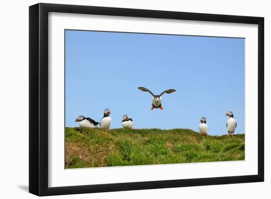 Puffin Wwii Flying Ace-Howard Ruby-Framed Photographic Print