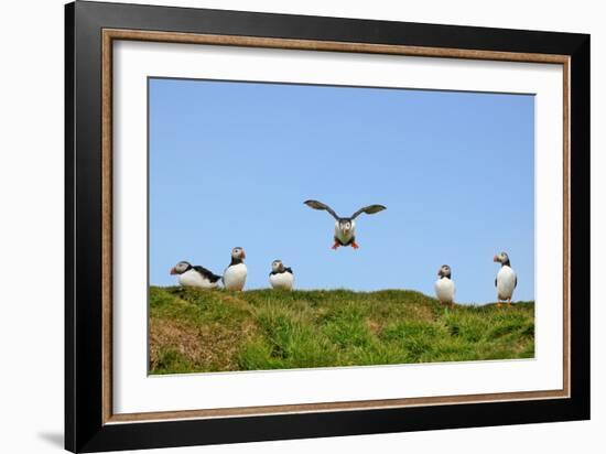 Puffin Wwii Flying Ace-Howard Ruby-Framed Photographic Print