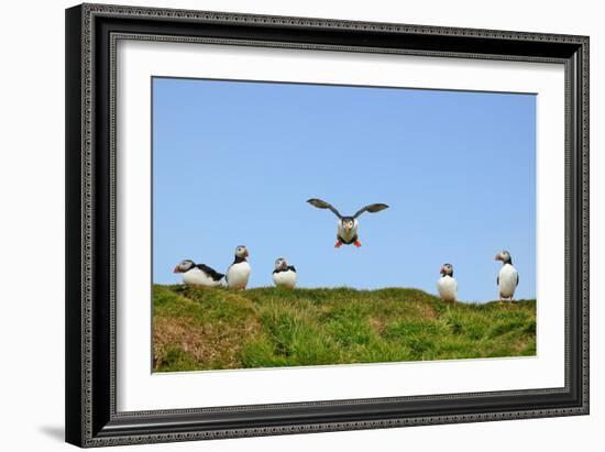 Puffin Wwii Flying Ace-Howard Ruby-Framed Photographic Print