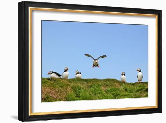 Puffin Wwii Flying Ace-Howard Ruby-Framed Photographic Print