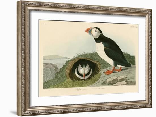Puffin-John James Audubon-Framed Giclee Print