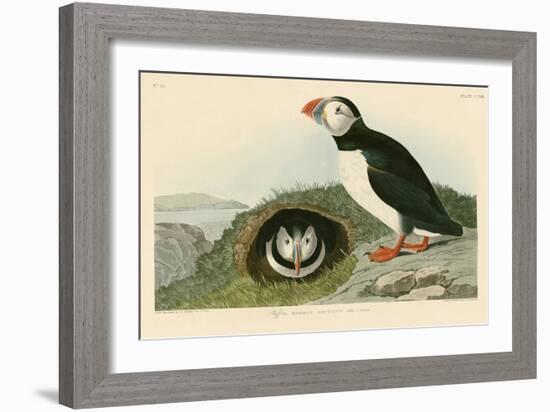 Puffin-John James Audubon-Framed Giclee Print