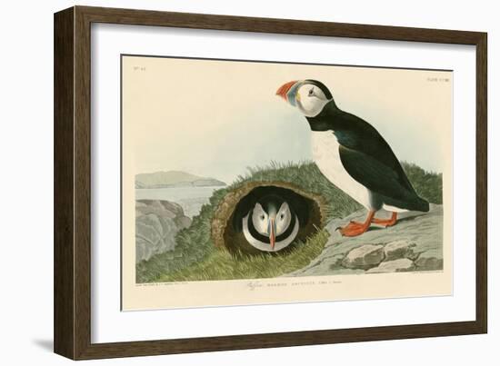 Puffin-John James Audubon-Framed Giclee Print