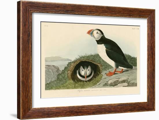 Puffin-John James Audubon-Framed Giclee Print