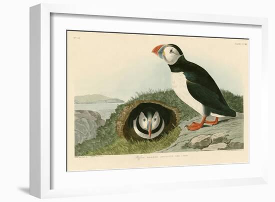 Puffin-John James Audubon-Framed Giclee Print