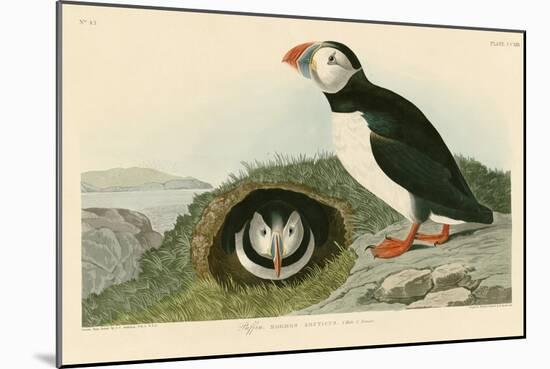 Puffin-John James Audubon-Mounted Giclee Print