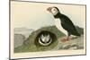 Puffin-John James Audubon-Mounted Giclee Print