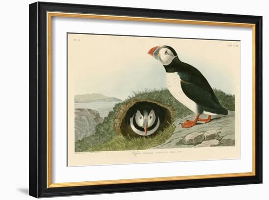 Puffin-John James Audubon-Framed Giclee Print