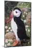 Puffin-Kirstie Adamson-Mounted Giclee Print