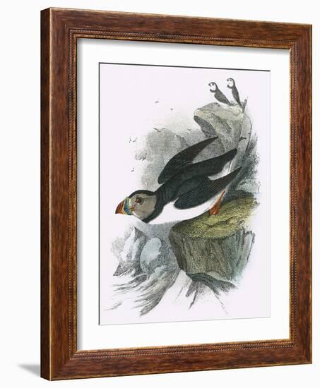 Puffin-English-Framed Giclee Print