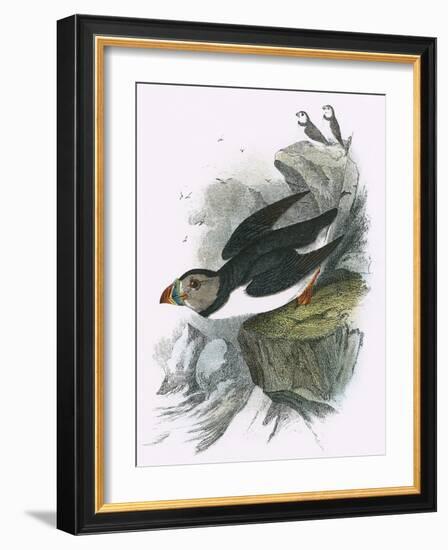 Puffin-English-Framed Giclee Print