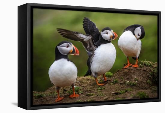 Puffins at the Wick, Skomer Island, Pembrokeshire Coast National Park, Wales-Photo Escapes-Framed Premier Image Canvas
