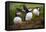 Puffins at the Wick, Skomer Island, Pembrokeshire Coast National Park, Wales-Photo Escapes-Framed Premier Image Canvas