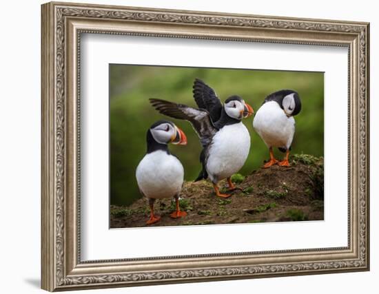 Puffins at the Wick, Skomer Island, Pembrokeshire Coast National Park, Wales-Photo Escapes-Framed Photographic Print