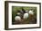 Puffins at the Wick, Skomer Island, Pembrokeshire Coast National Park, Wales-Photo Escapes-Framed Photographic Print